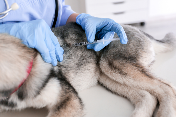 Veterinář podává psovi vakcinu